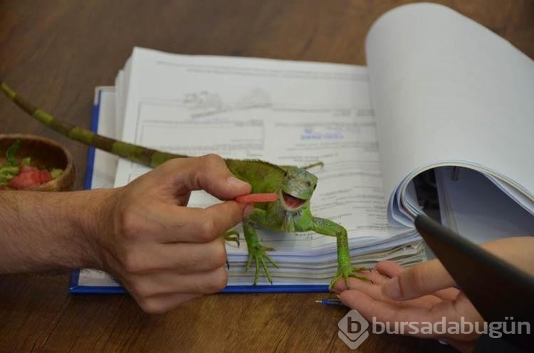 İguana hukuk bürosunda maskot oldu