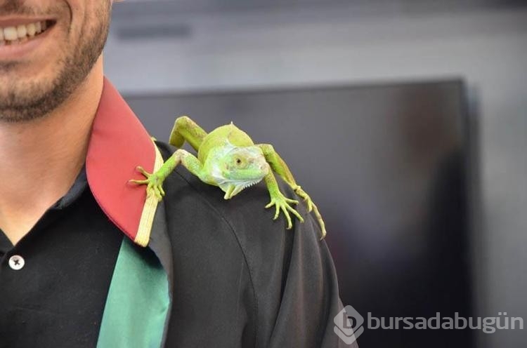 İguana hukuk bürosunda maskot oldu