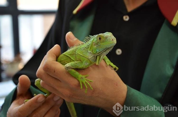 İguana hukuk bürosunda maskot oldu