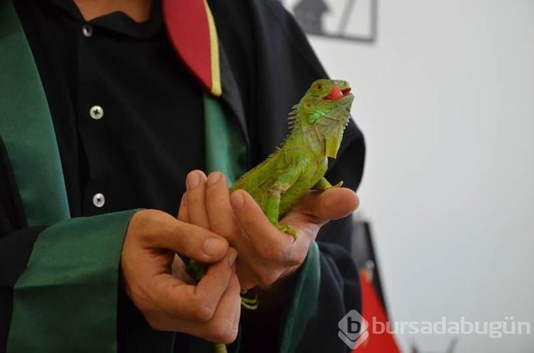 İguana hukuk bürosunda maskot oldu