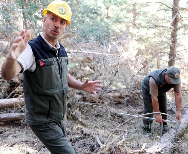Erzurum'da orman yangınlarına karşı ağaçlandırma sahalarında bakım çalışması