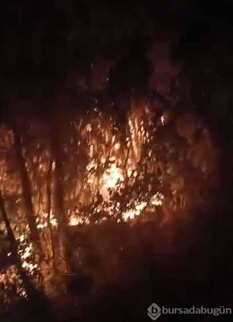 Define ararken ormanı yakan kişilere 18'er yıla kadar hapis istemi