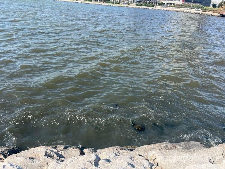 İzmir Körfezi'ndeki pis koku yeniden ortaya çıktı
