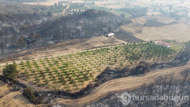 Gelibolu yangınında zarar görmeyen ceviz bahçesi dronla görüntülendi