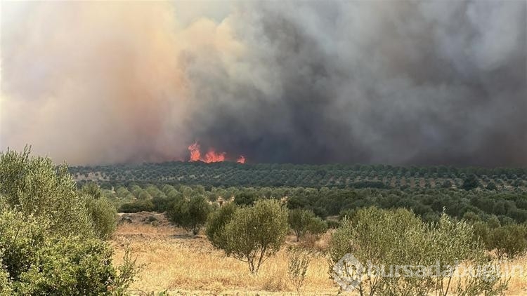 Gelibolu yangınında zarar görmeyen ceviz bahçesi dronla görüntülendi