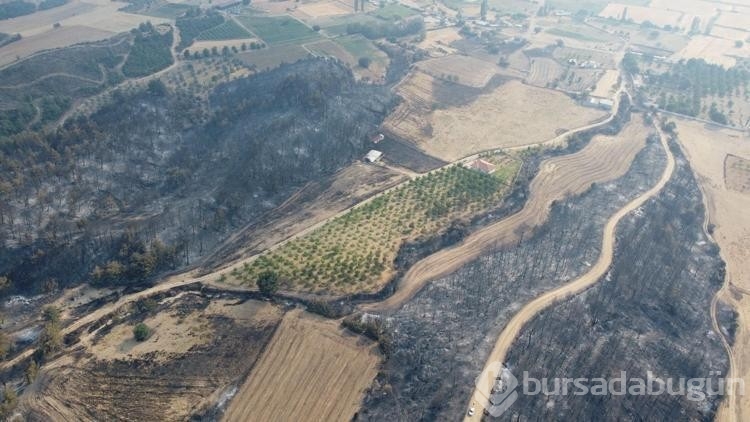 Gelibolu yangınında zarar görmeyen ceviz bahçesi dronla görüntülendi