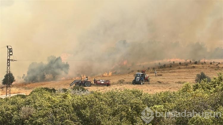 Gelibolu yangınında zarar görmeyen ceviz bahçesi dronla görüntülendi