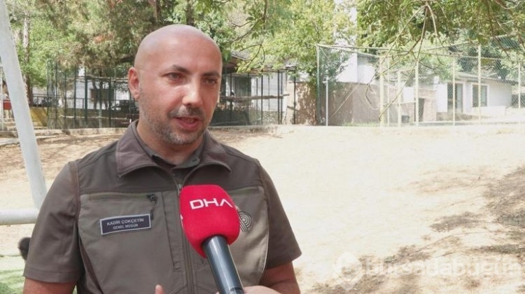 Yavru goril Nijerya yolcusu