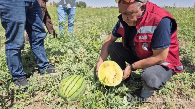 İran'dan Türkiye'ye getirdi! dışı yeşil, içi sarı...