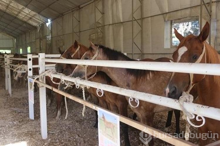 TİGEM'in en yüksek bedelli satışı 1 milyon 370 bin TL ile Zergüzüm tay oldu