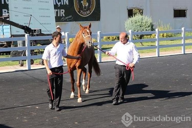 TİGEM'in en yüksek bedelli satışı 1 milyon 370 bin TL ile Zergüzüm tay oldu
