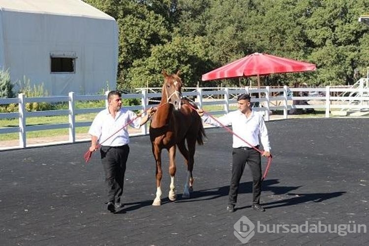 TİGEM'in en yüksek bedelli satışı 1 milyon 370 bin TL ile Zergüzüm tay oldu