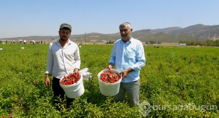 Tarlaya giren ağlaya ağlaya hasat ediyor
