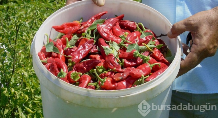 Tarlaya giren ağlaya ağlaya hasat ediyor
