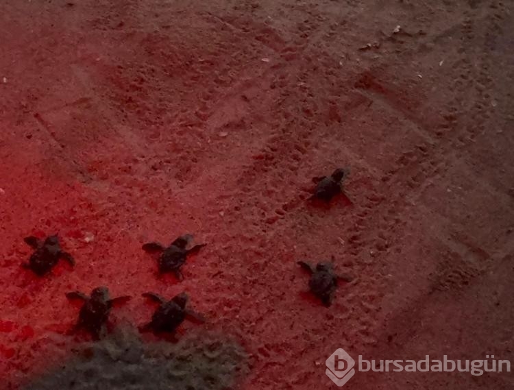Kuşadası'nda caretta caretta yavruları denizle buluştu
