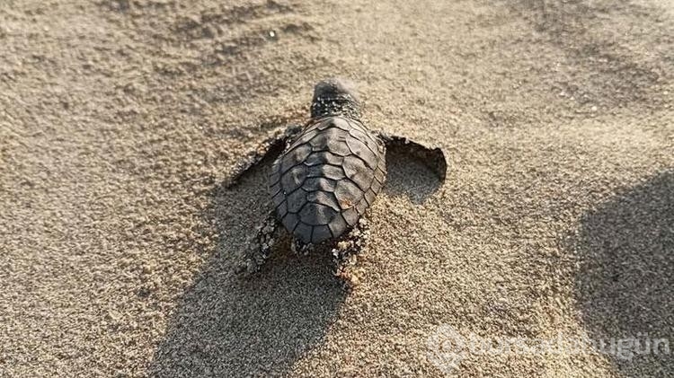 Kuşadası'nda caretta caretta yavruları denizle buluştu
