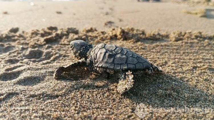 Kuşadası'nda caretta caretta yavruları denizle buluştu
