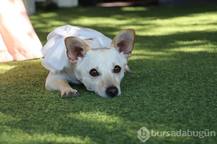 Köpeğini gezdirirken Kangalların saldırısına uğradı