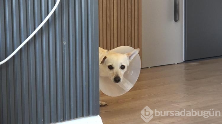 Köpeğini gezdirirken Kangalların saldırısına uğradı