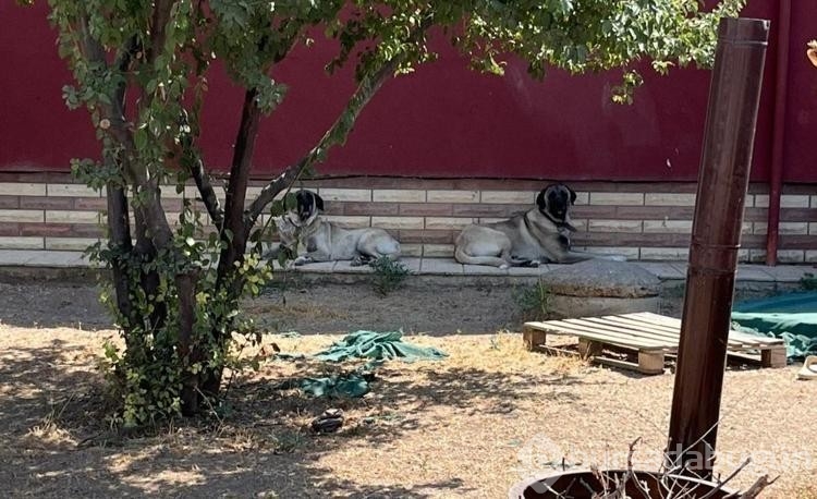 Köpeğini gezdirirken Kangalların saldırısına uğradı