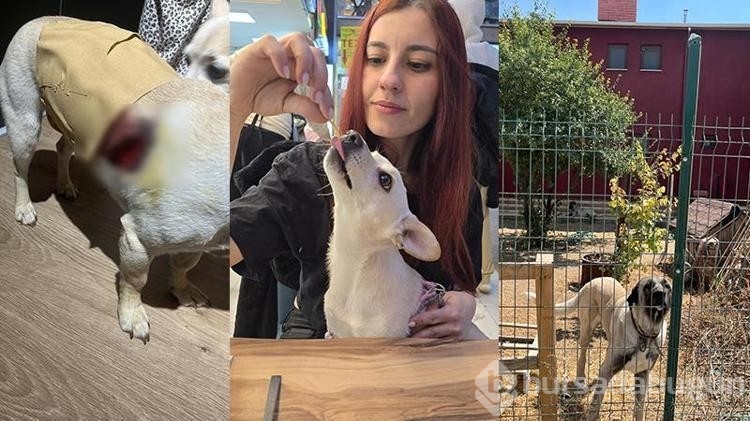 Köpeğini gezdirirken Kangalların saldırısına uğradı