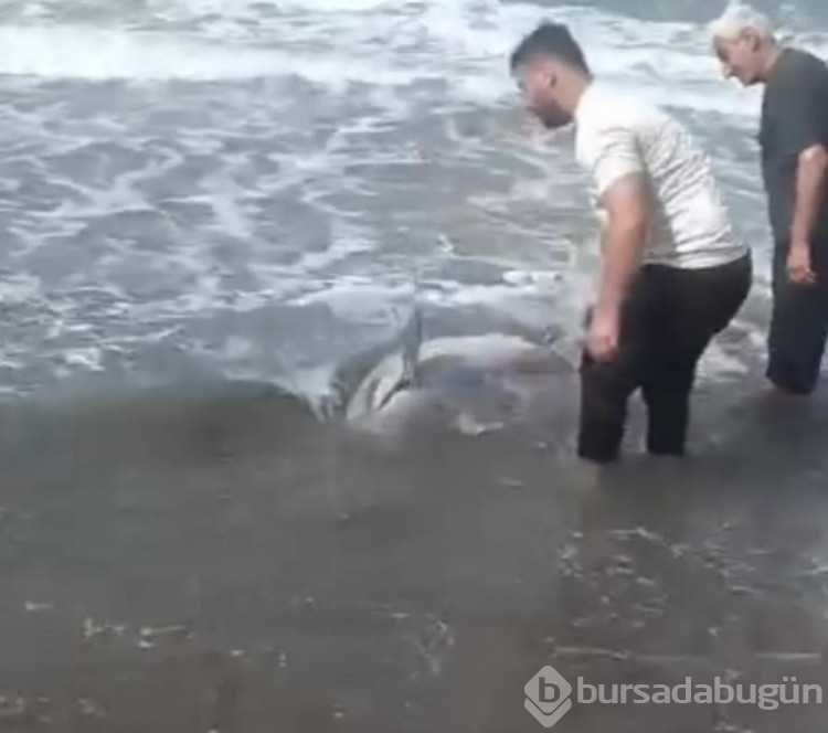 Yunus sahile vurdu! Vatandaşlar tekrar denize taşıdı