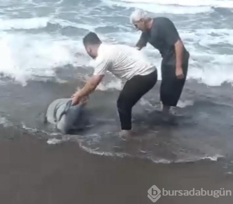 Yunus sahile vurdu! Vatandaşlar tekrar denize taşıdı