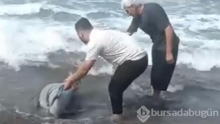 Yunus sahile vurdu! Vatandaşlar tekrar denize taşıdı