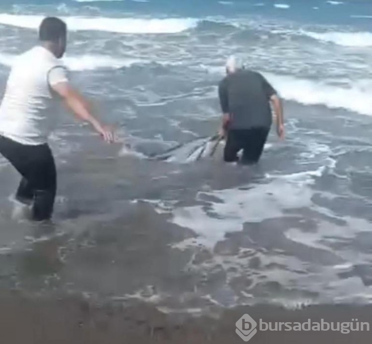 Yunus sahile vurdu! Vatandaşlar tekrar denize taşıdı