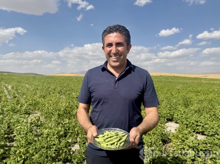 Ağrı'da yetişmez denilen fasulye, yüksek verimiyle dikkat çekti