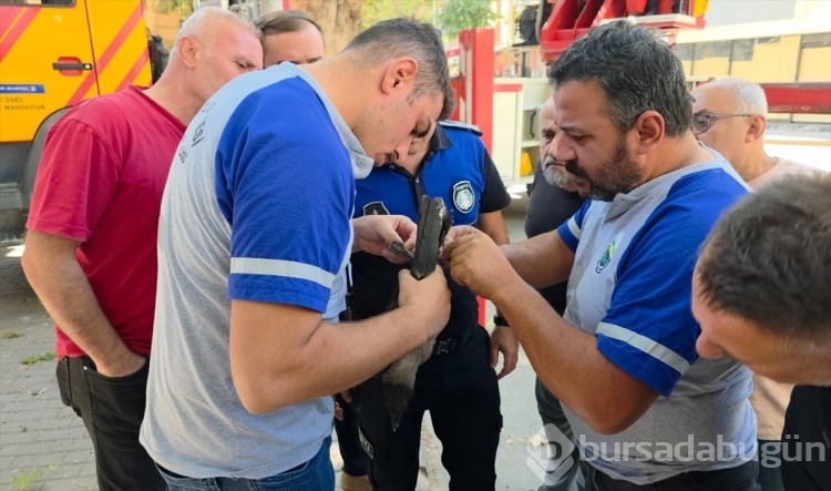 Bursa'da karga mahsur kaldı!