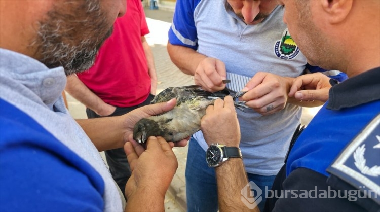 Bursa'da karga mahsur kaldı!