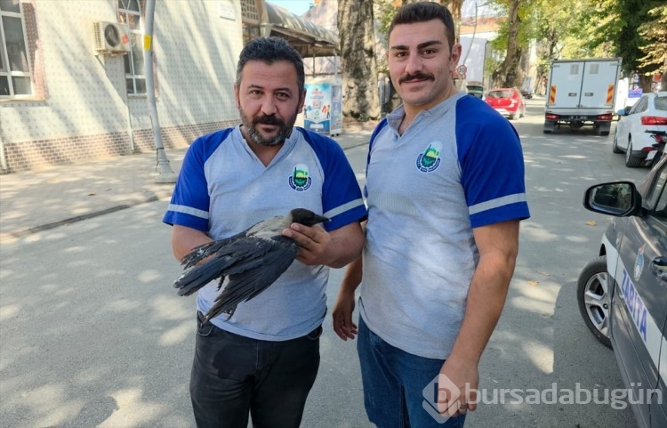 Bursa'da karga mahsur kaldı!