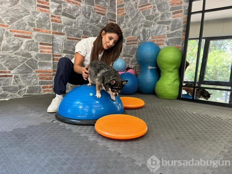 Görme engelli obez köpek pilates sayesinde zayıflıyor