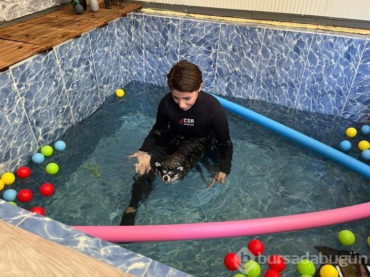 Görme engelli obez köpek pilates sayesinde zayıflıyor