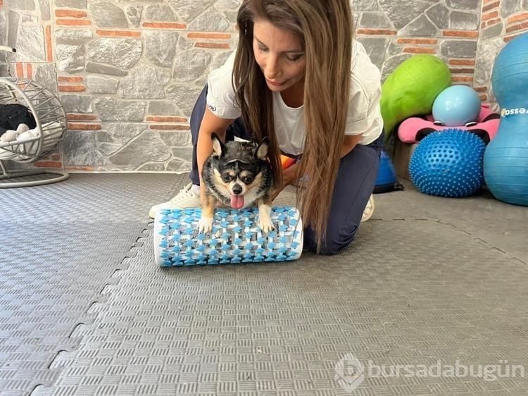 Görme engelli obez köpek pilates sayesinde zayıflıyor