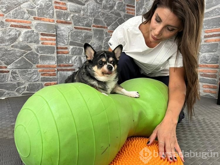 Görme engelli obez köpek pilates sayesinde zayıflıyor