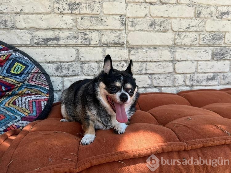 Görme engelli obez köpek pilates sayesinde zayıflıyor
