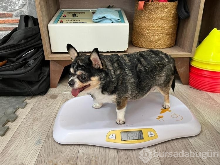 Görme engelli obez köpek pilates sayesinde zayıflıyor