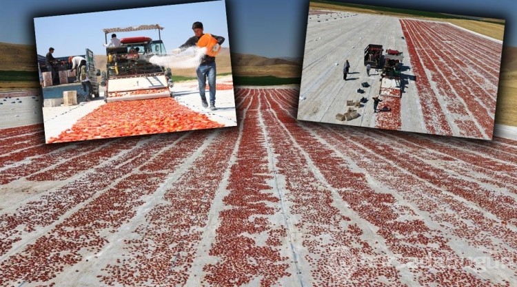 Elazığ'da üretiliyor; ABD, Fransa, İngiltere ve Hollanda'ya gönderiliyor! Kilosu 4 euro...