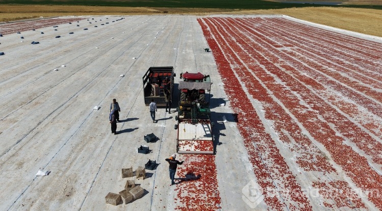 Elazığ'da üretiliyor; ABD, Fransa, İngiltere ve Hollanda'ya gönderiliyor! Kilosu 4 euro...