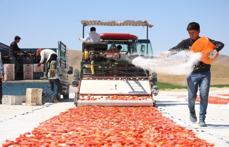 Elazığ'da üretiliyor; ABD, Fransa, İngiltere ve Hollanda'ya gönderiliyor! Kilosu 4 euro...
