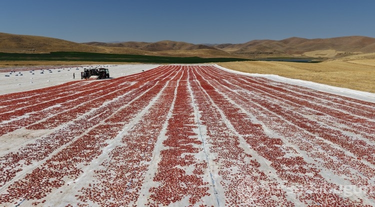 Elazığ'da üretiliyor; ABD, Fransa, İngiltere ve Hollanda'ya gönderiliyor! Kilosu 4 euro...