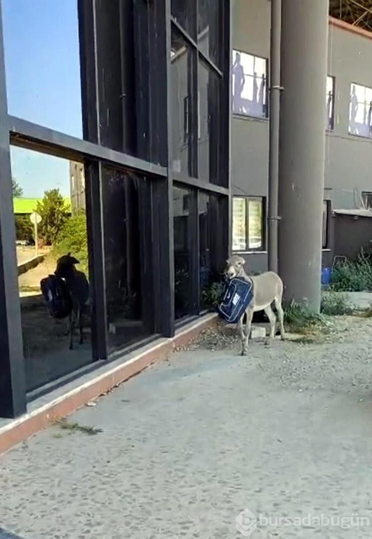 Edirne'de otogarın maskotu 'Kadife', sahibine kavuştu
