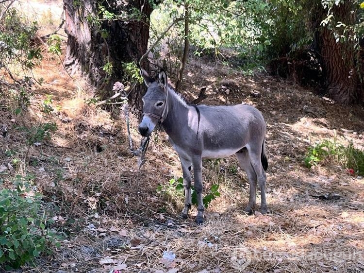 Edirne'de otogarın maskotu 'Kadife', sahibine kavuştu
