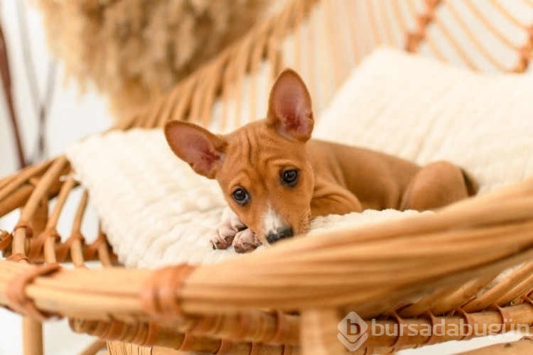 Kediye benzeyen 10 köpek ırkı
