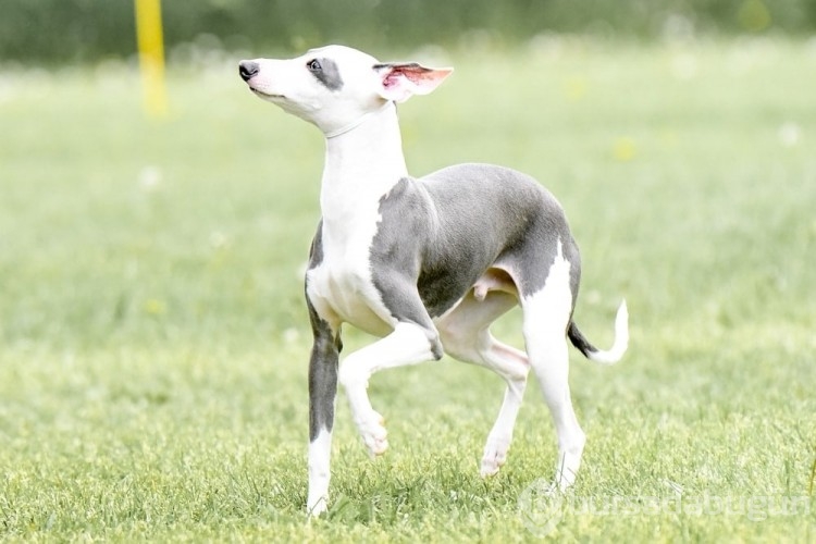 Kediye benzeyen 10 köpek ırkı
