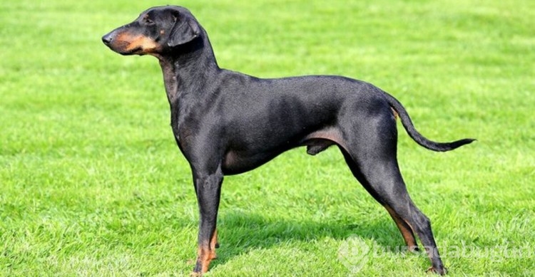 Kediye benzeyen 10 köpek ırkı

