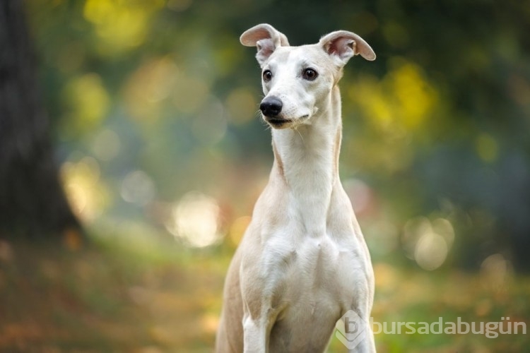 Kediye benzeyen 10 köpek ırkı
