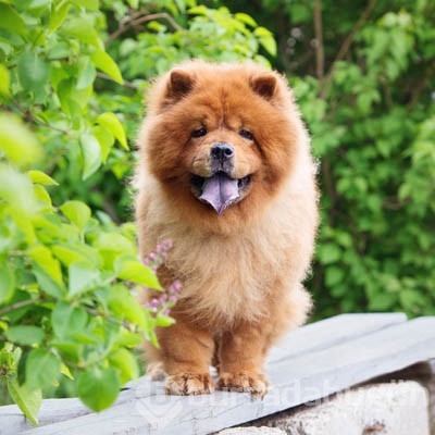 Kediye benzeyen 10 köpek ırkı
